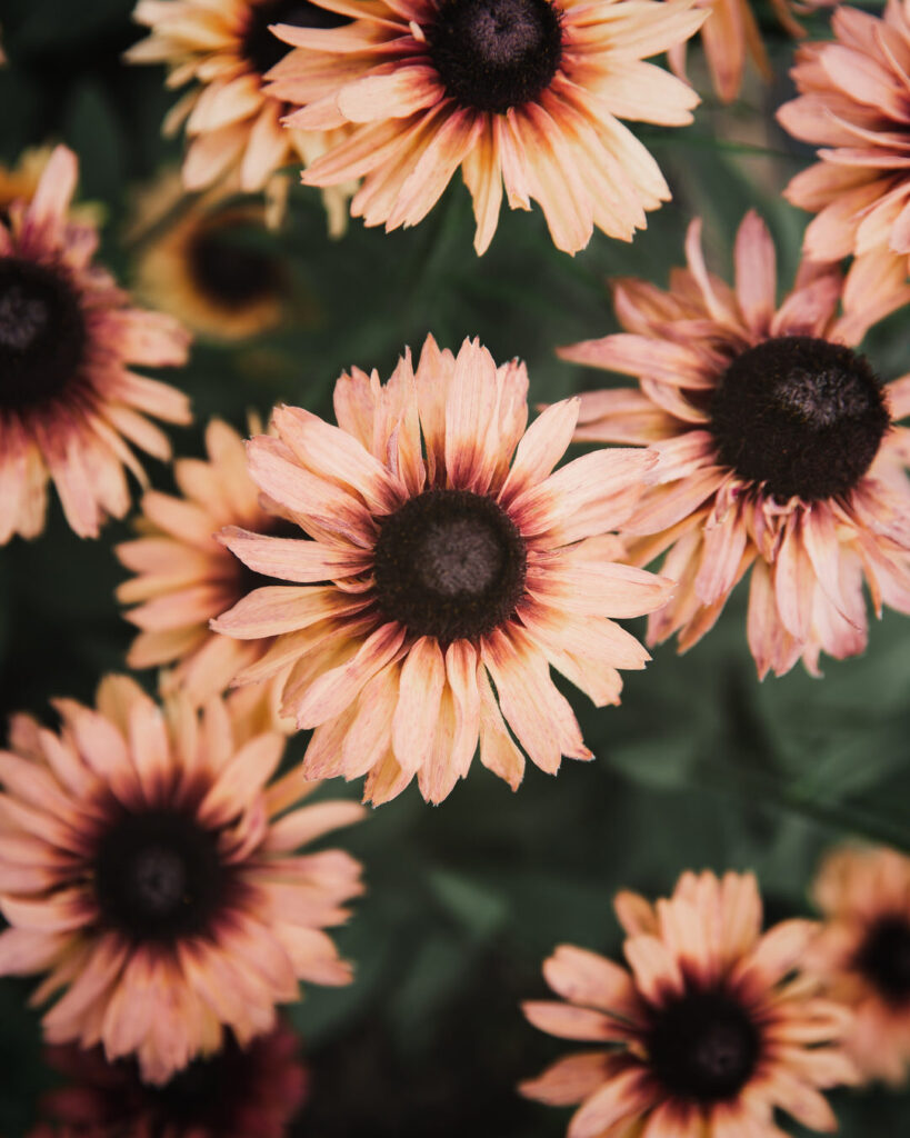 Rudbeckia 'Sahara'