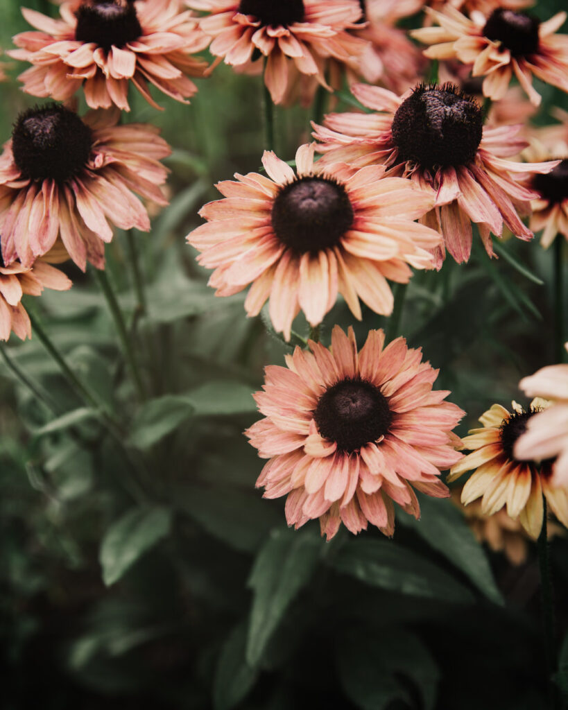 Rudbeckia 'Sahara'