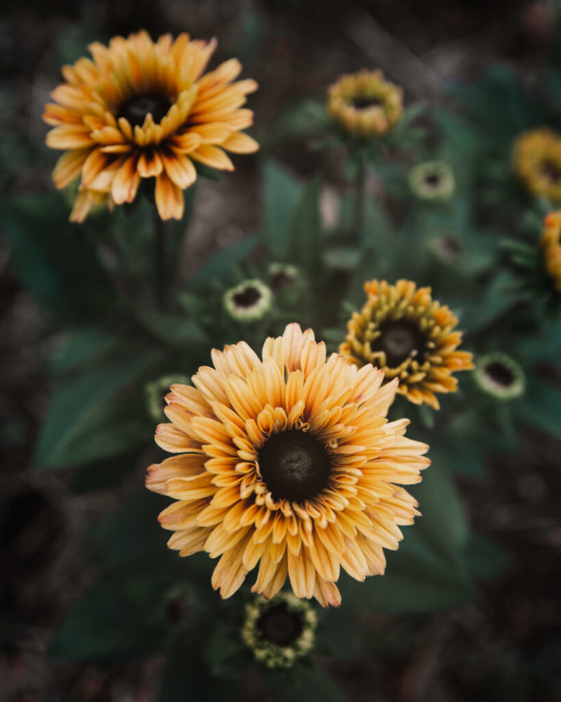 Rudbeckia 'Goldilocks'