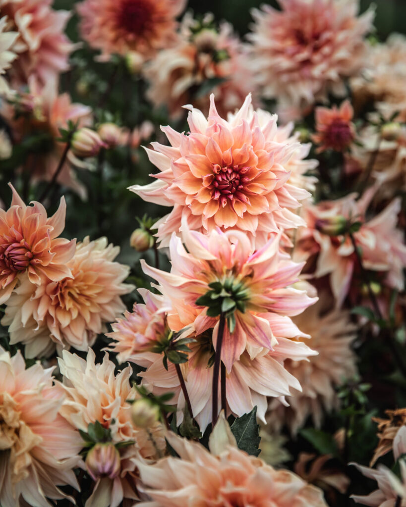 Dahlia 'Labyrinth'