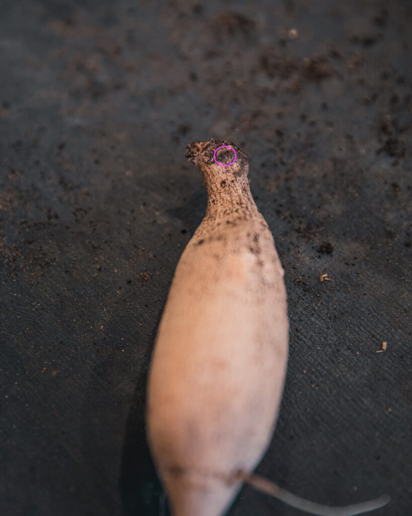 Dahlia Tuber Anatomy