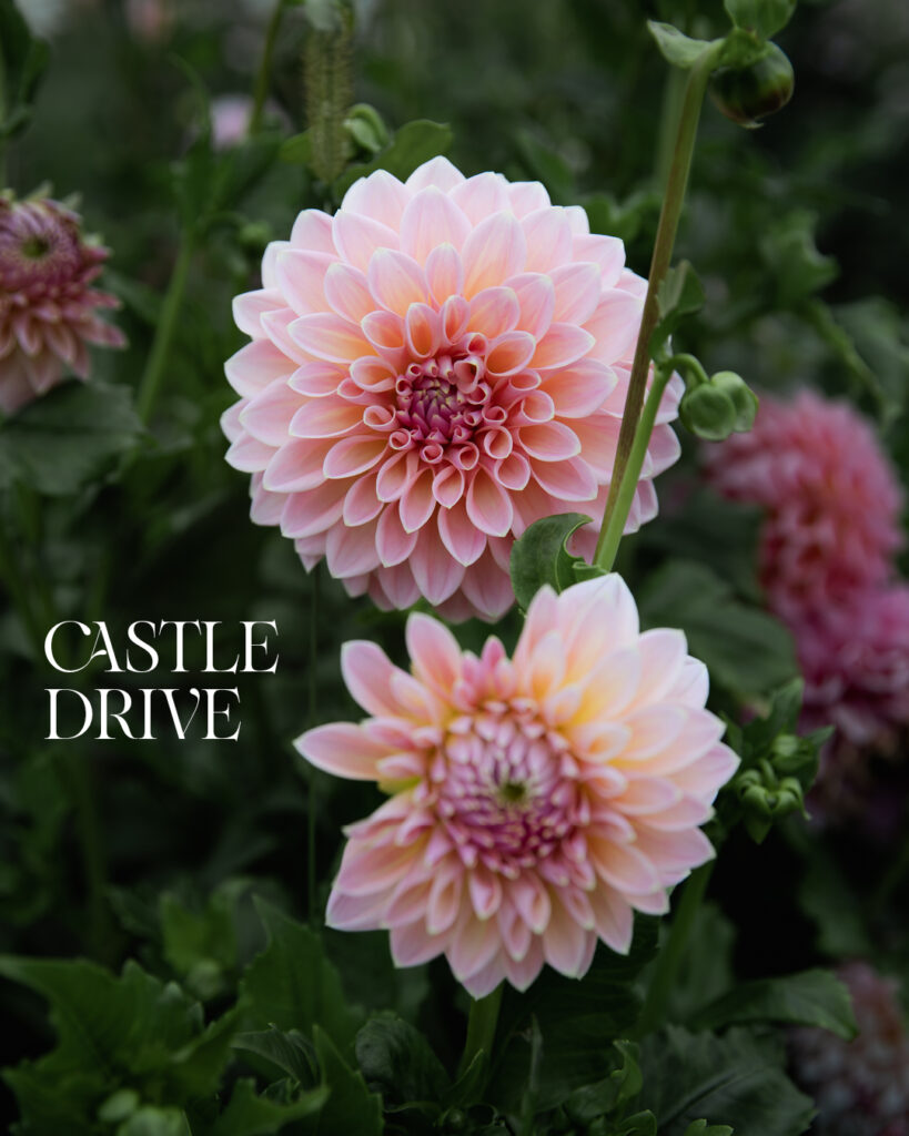 Dalia Tuber Sals Castle Drive