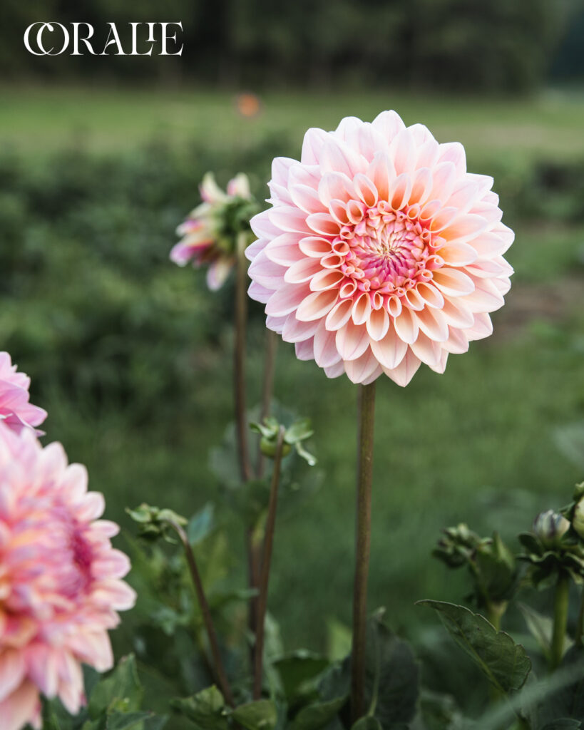 Dahlia Tuber Sales Coralie