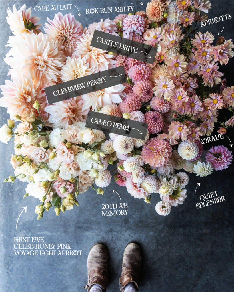 peach & pink flower farm color palettes with varieties