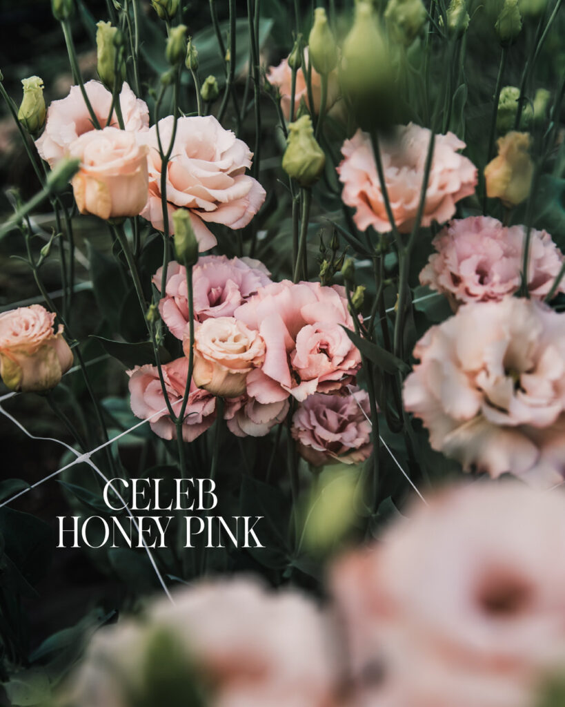Lisianthus Celeb Honey Pink