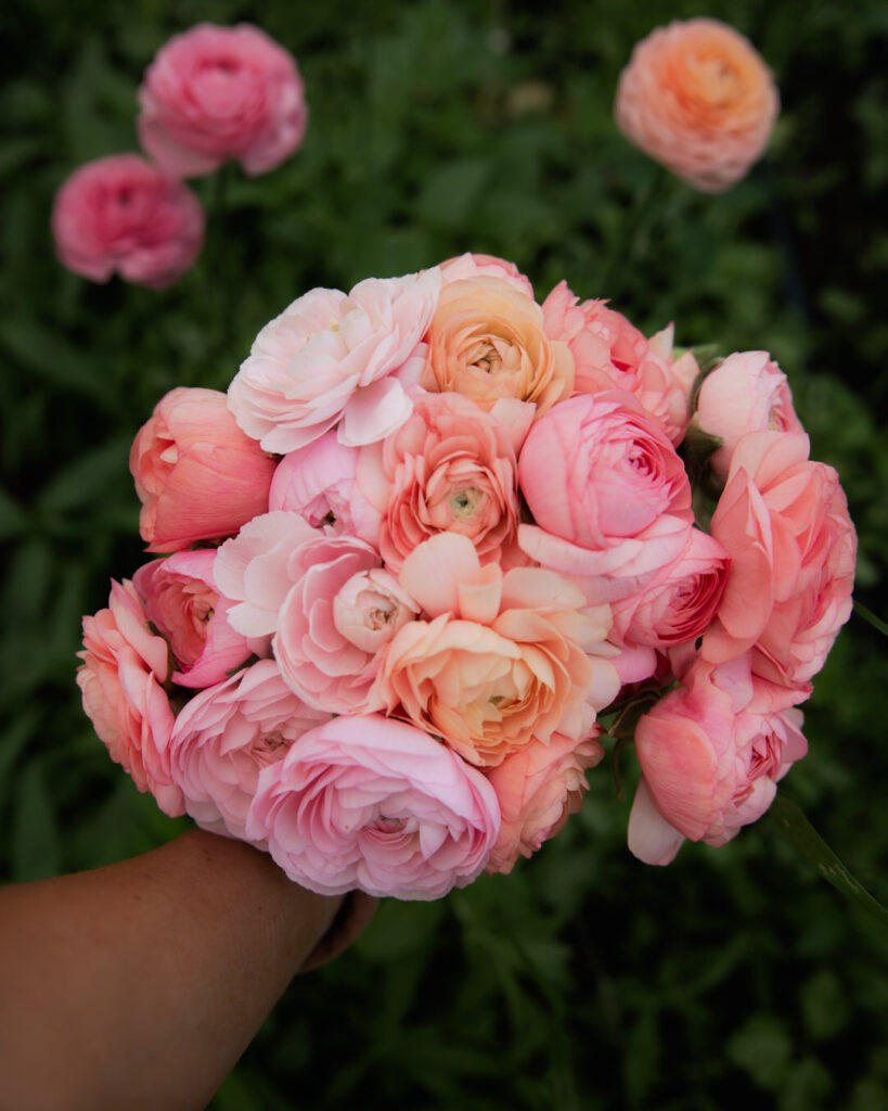 Ranunculus Pastello