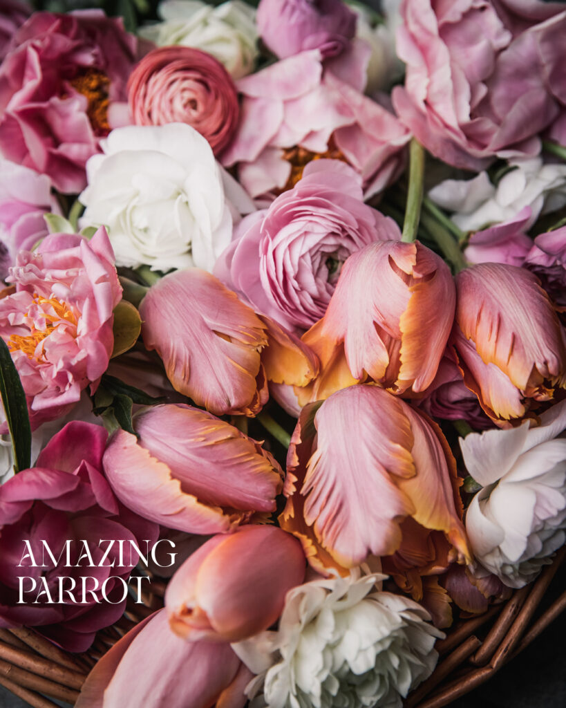 Tulip Amazing Parrot