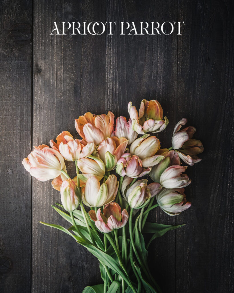 Tulip Apricot Parrot