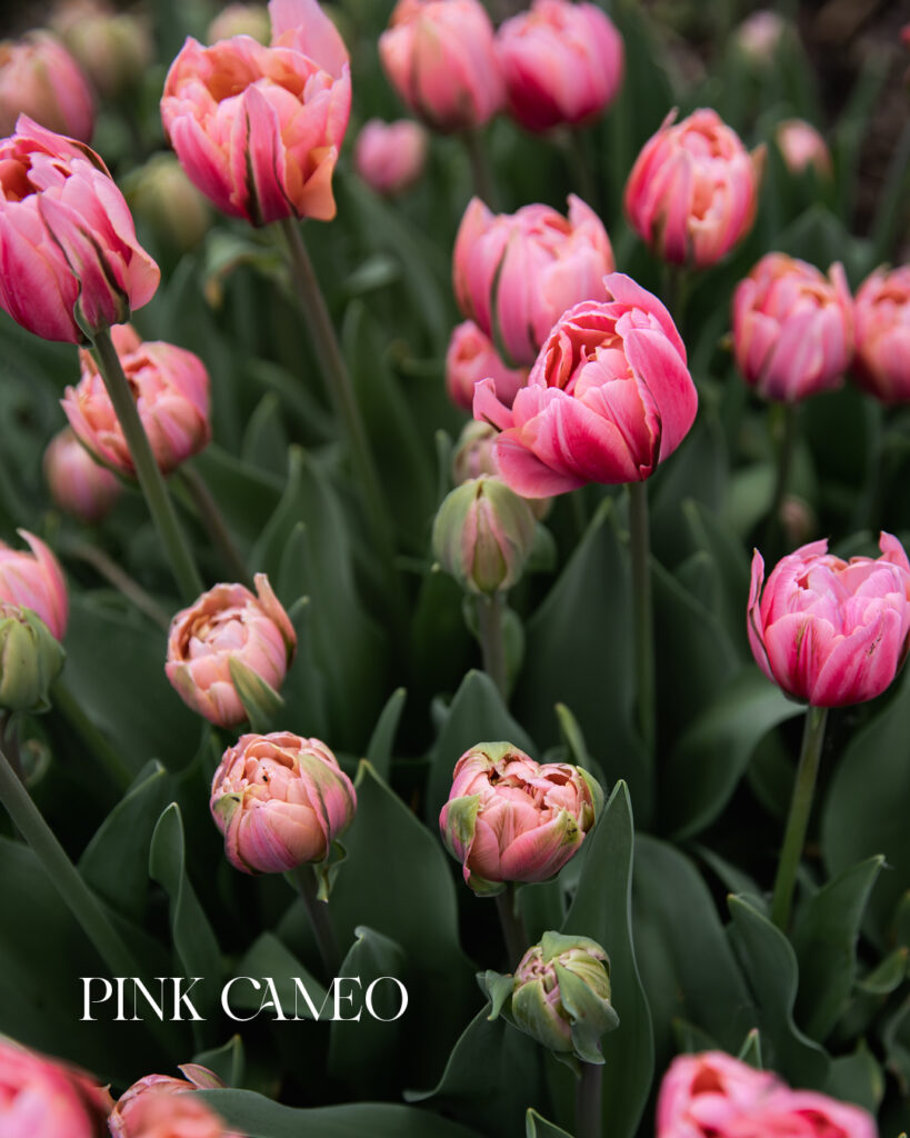 Tulip Pink Cameo