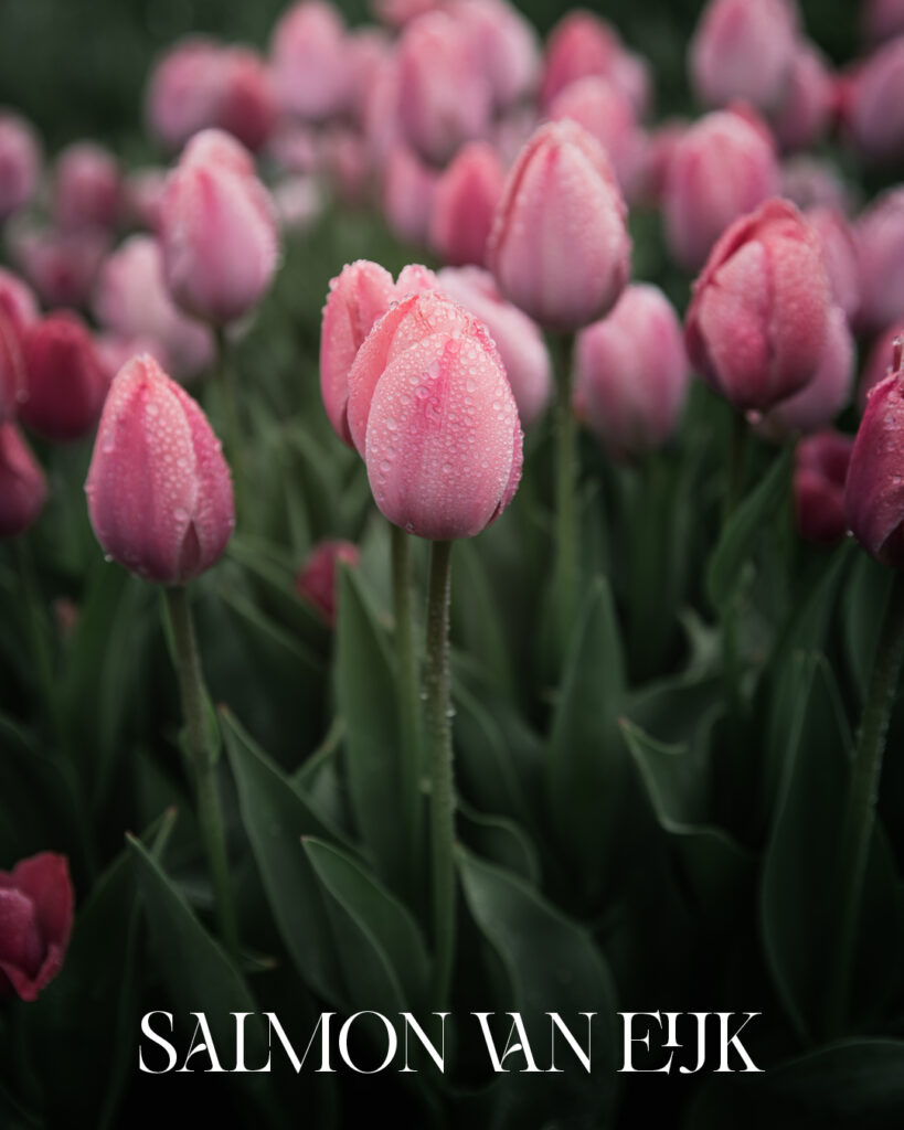 Tulip Salmon Van Eijk