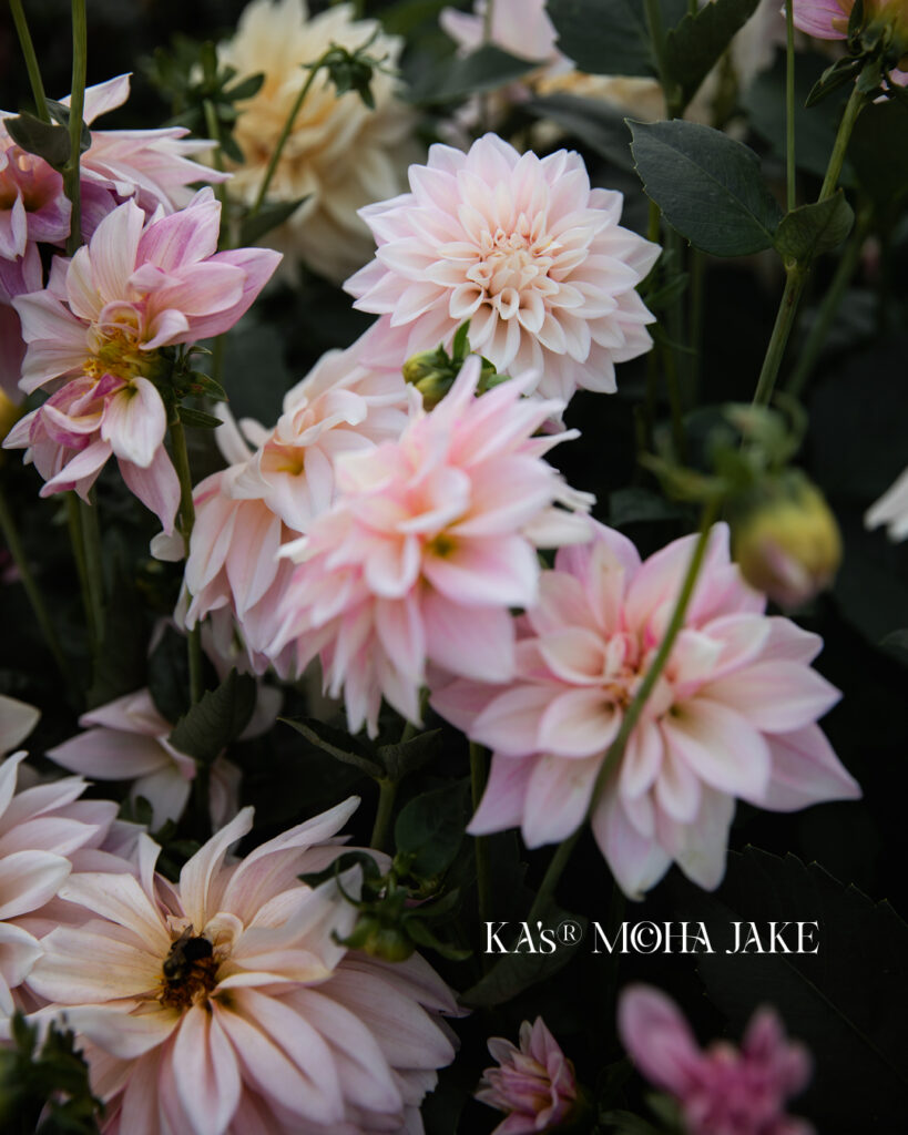 Dahlia Tuber Sales KA's Mocha Maya