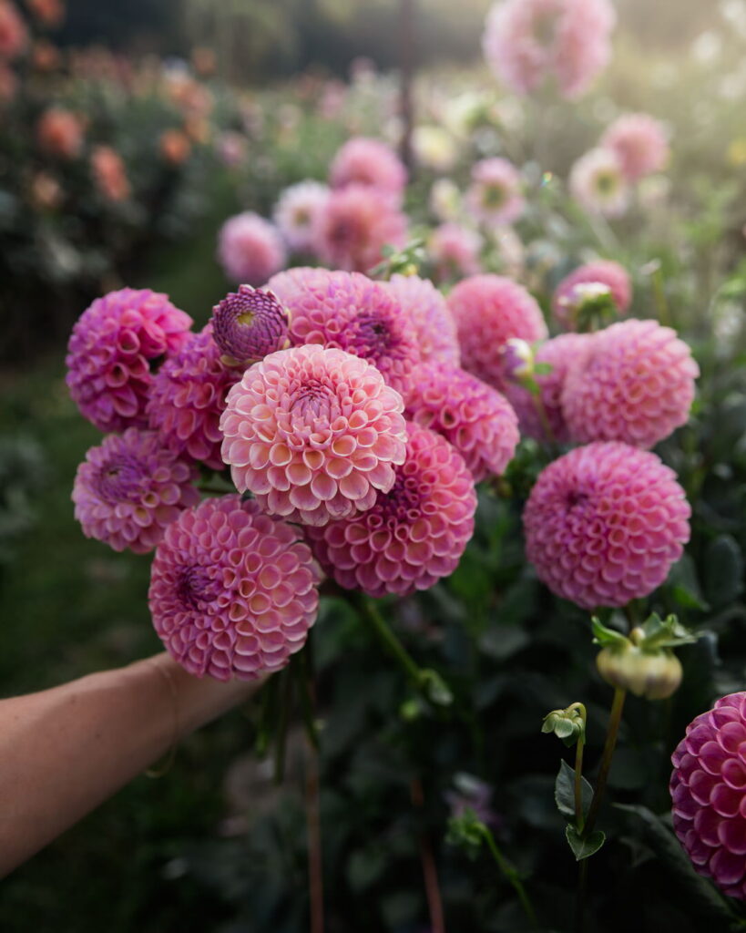 Dahlia Caitlin's Joy