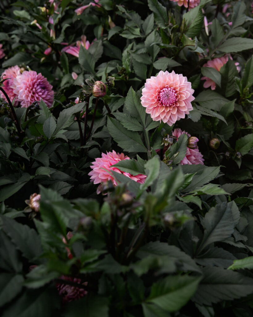 Dahlia Tuber Sales Sweet Sanne