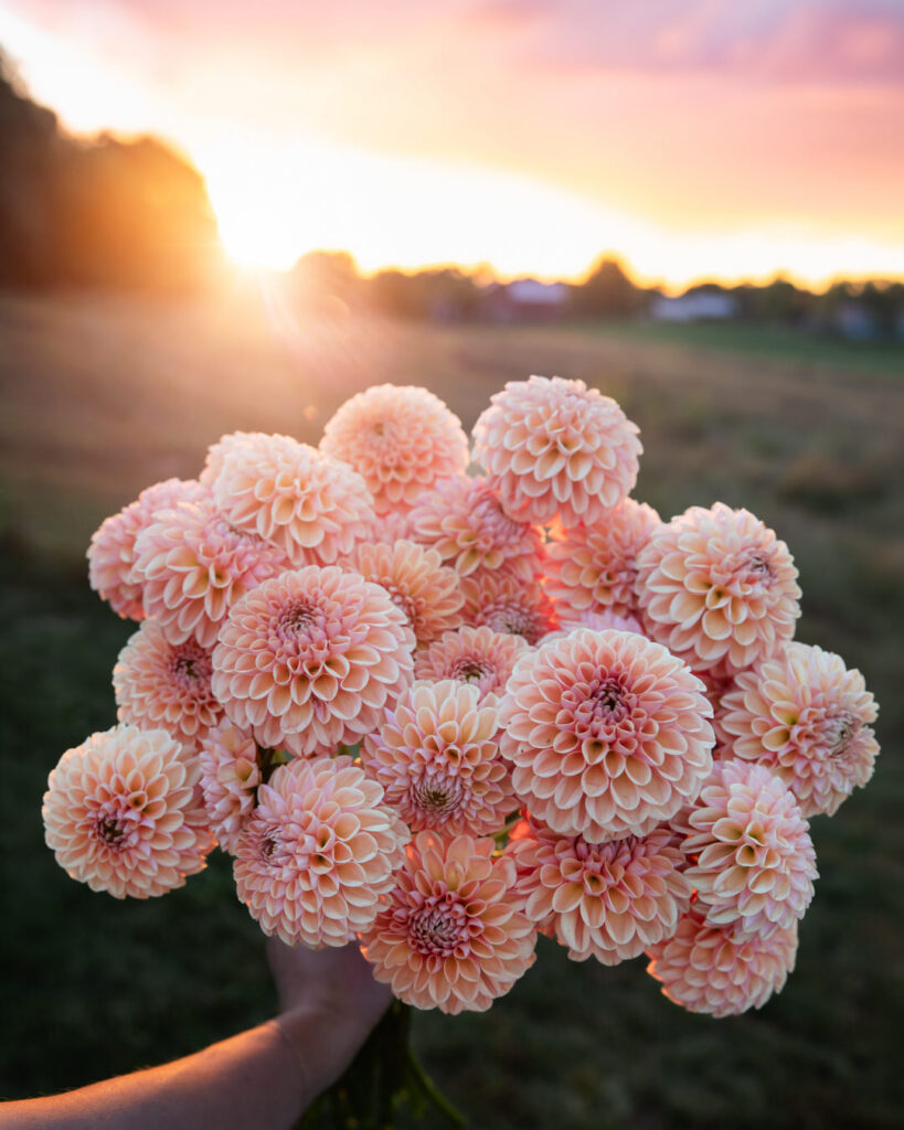 Dahlia Tuber Sales Valley Tawny