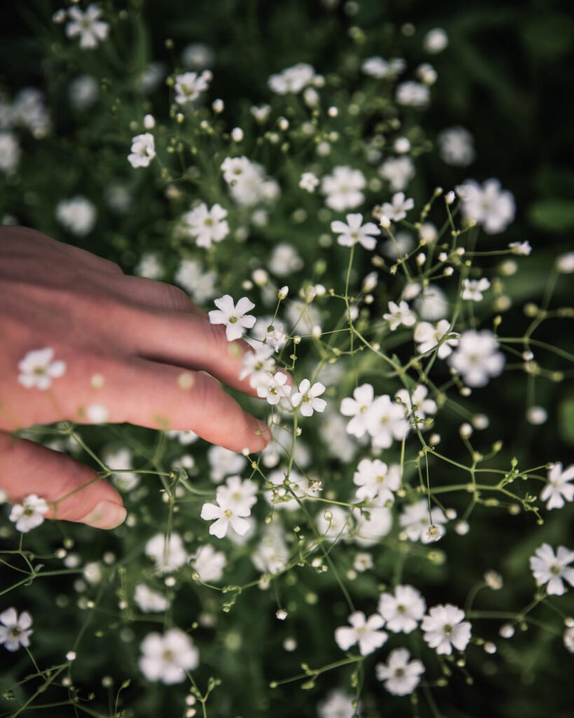 gypsophila covent garden at petal back farm