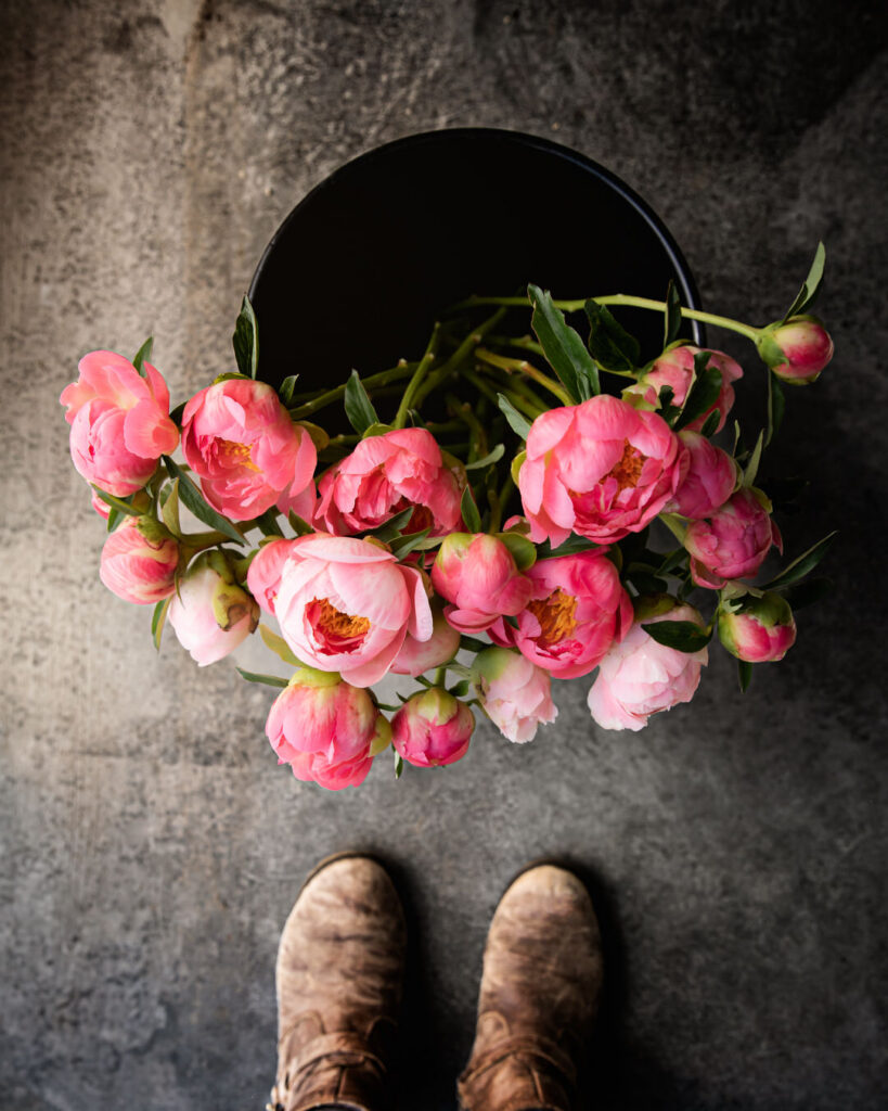 peony harvest bucket petal back farm
