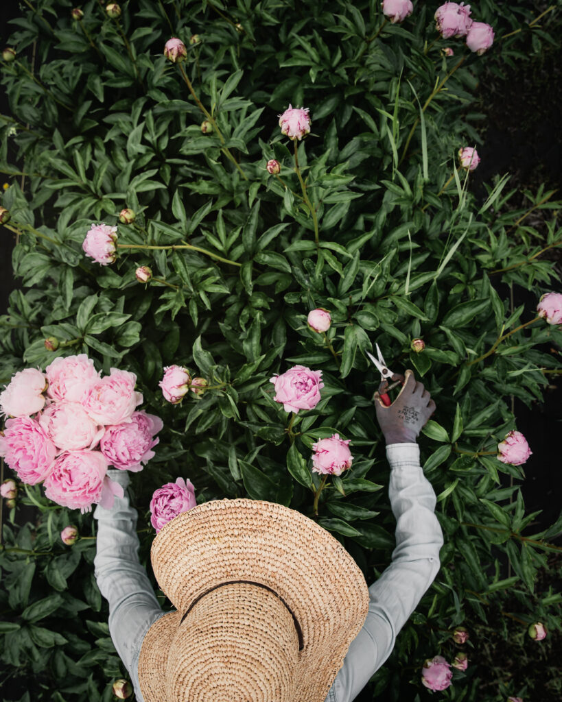 harvesting peonies at petal back farm