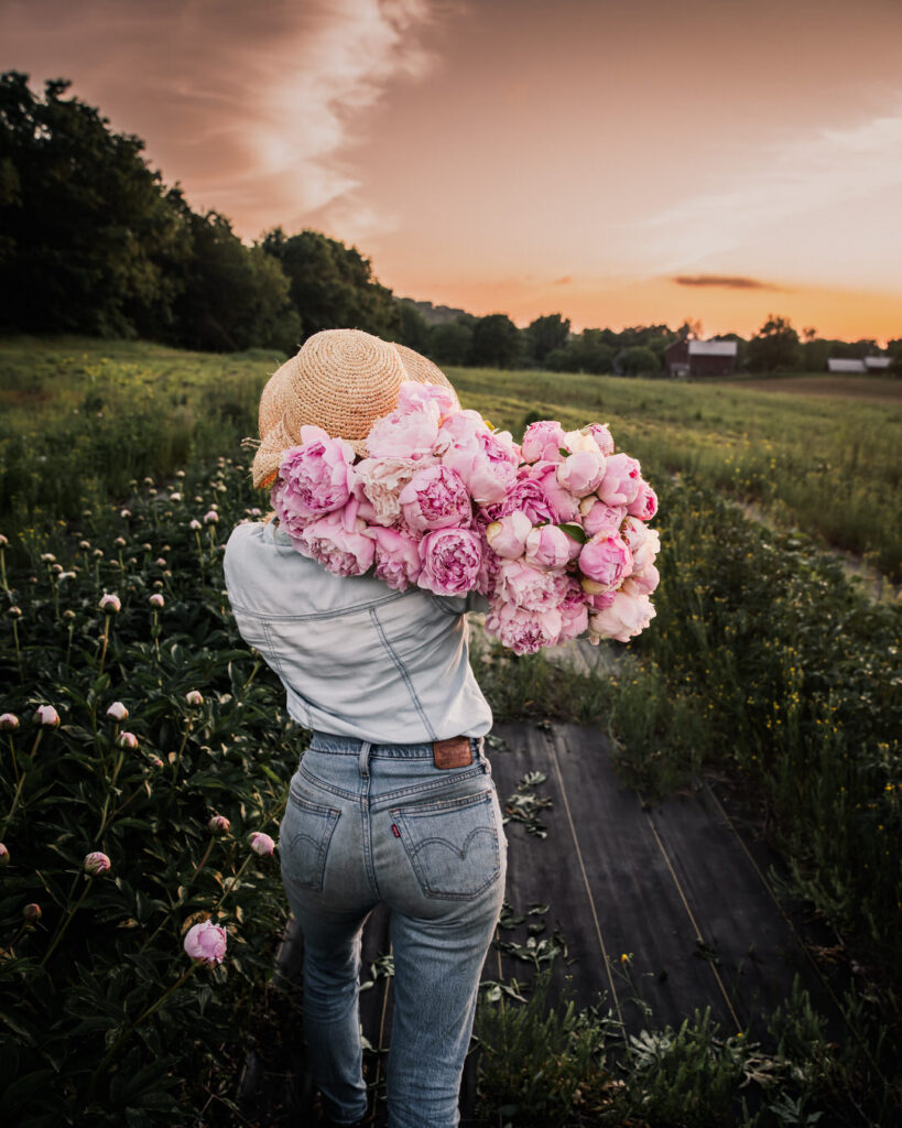 peony harvest petal back farm