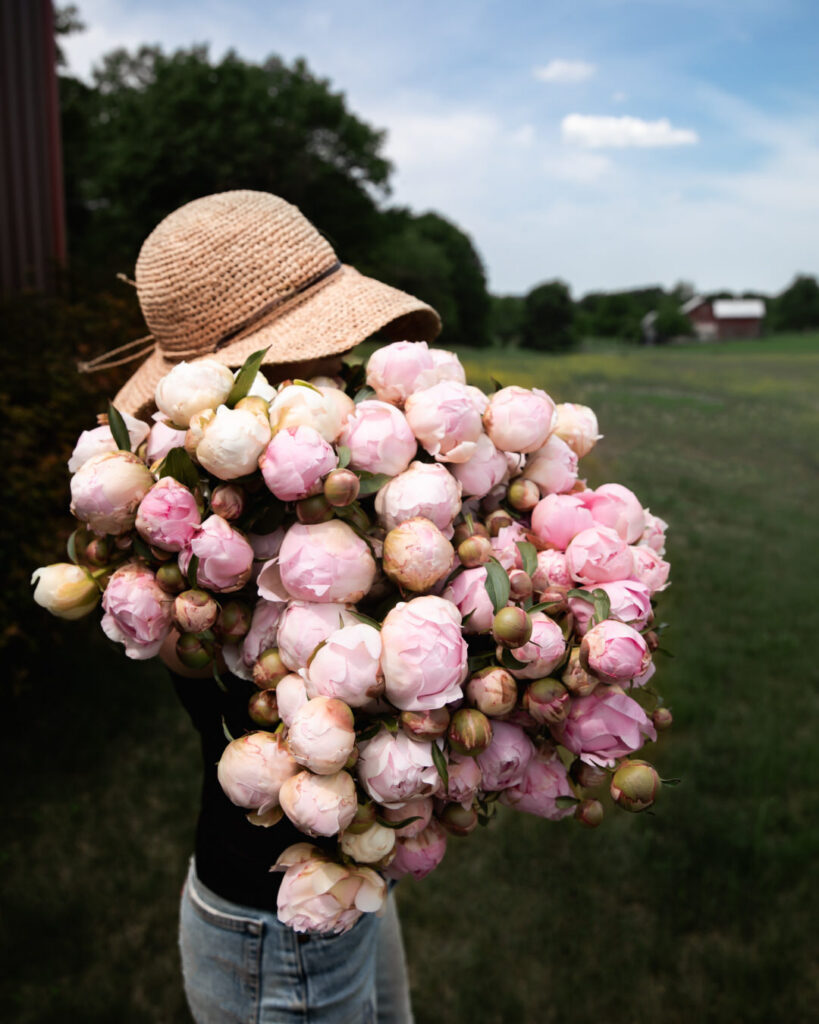 peony harvest at petal back farm