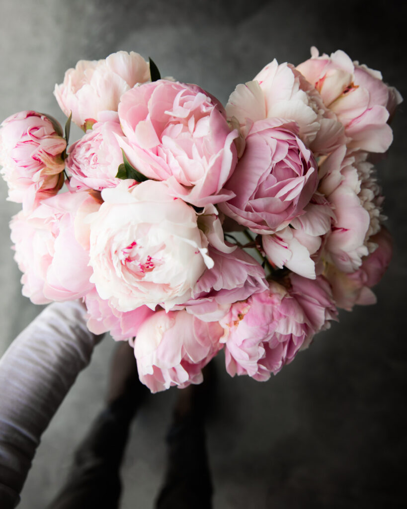 peonies at petal back farm