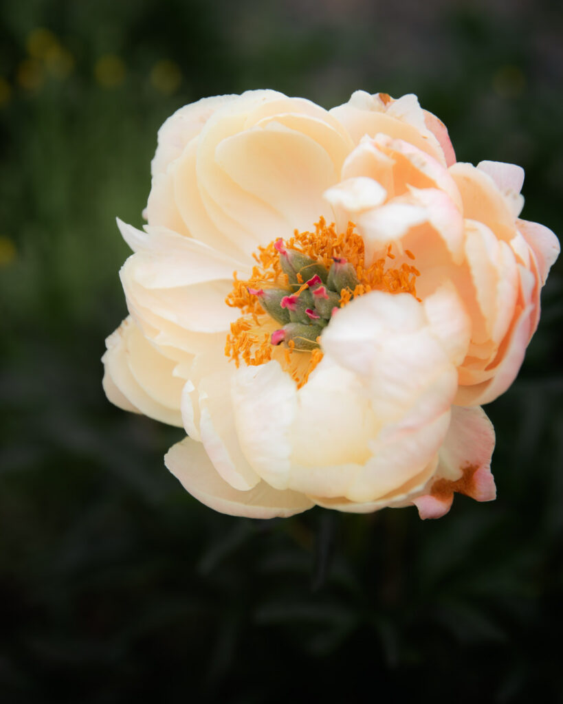coral charm peony