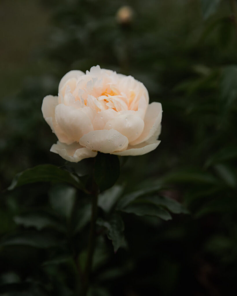 Peony Pastelegance Petal Back FArm
