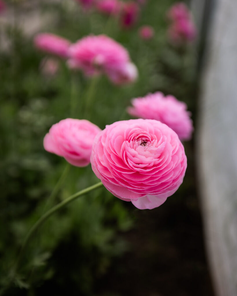 ranunculus rosa chiaro at petal back farm