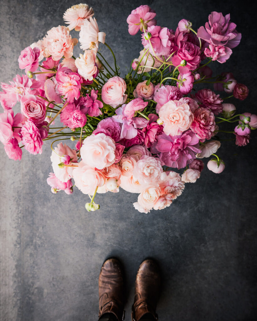 Ranunculus Rosa Chiaro at petal back farm