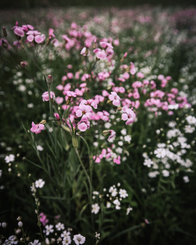 Saponaria Pink Beauty at petal back farm