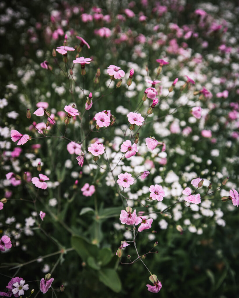 saponaria at petal back farm